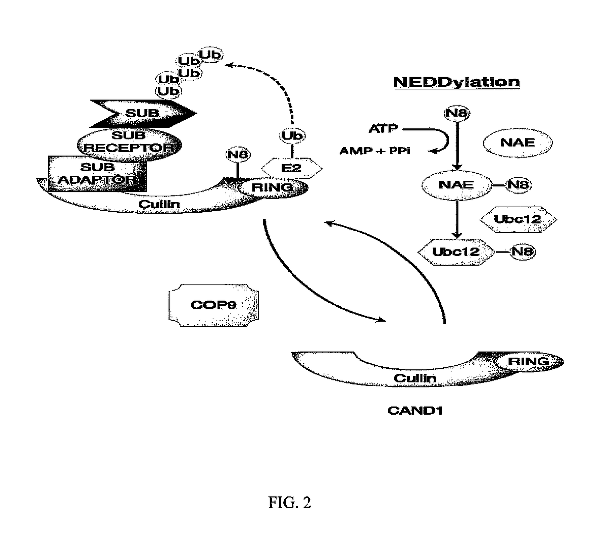 Biomarkers of response to NAE inhibitors