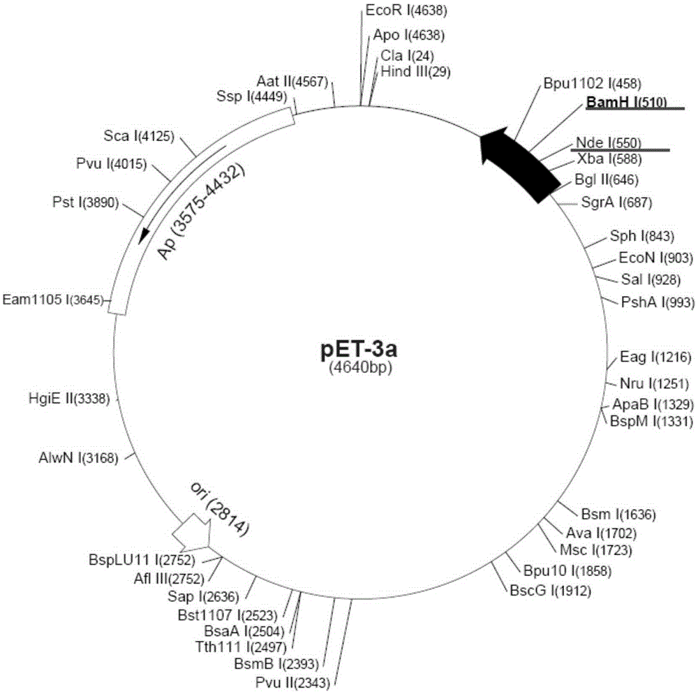 Production method for recombinant human fibroblast growth factor-17 protein