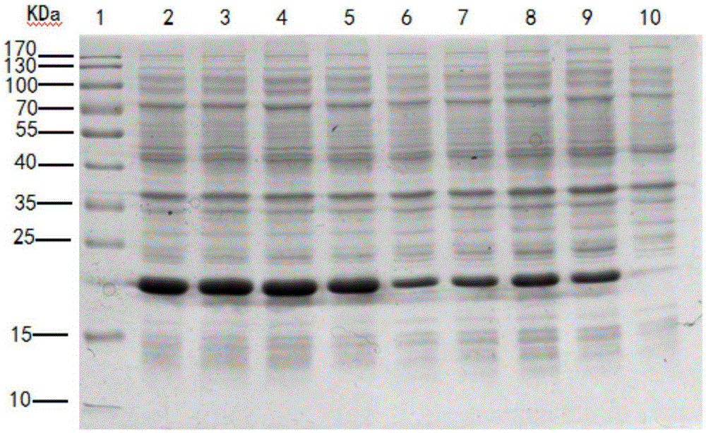 Production method for recombinant human fibroblast growth factor-17 protein