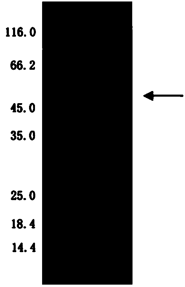 Phytase and application thereof