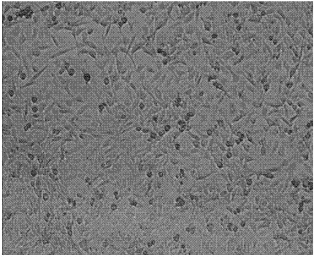 Method for differentiating sustentacular cell into inner ear hair cell and application