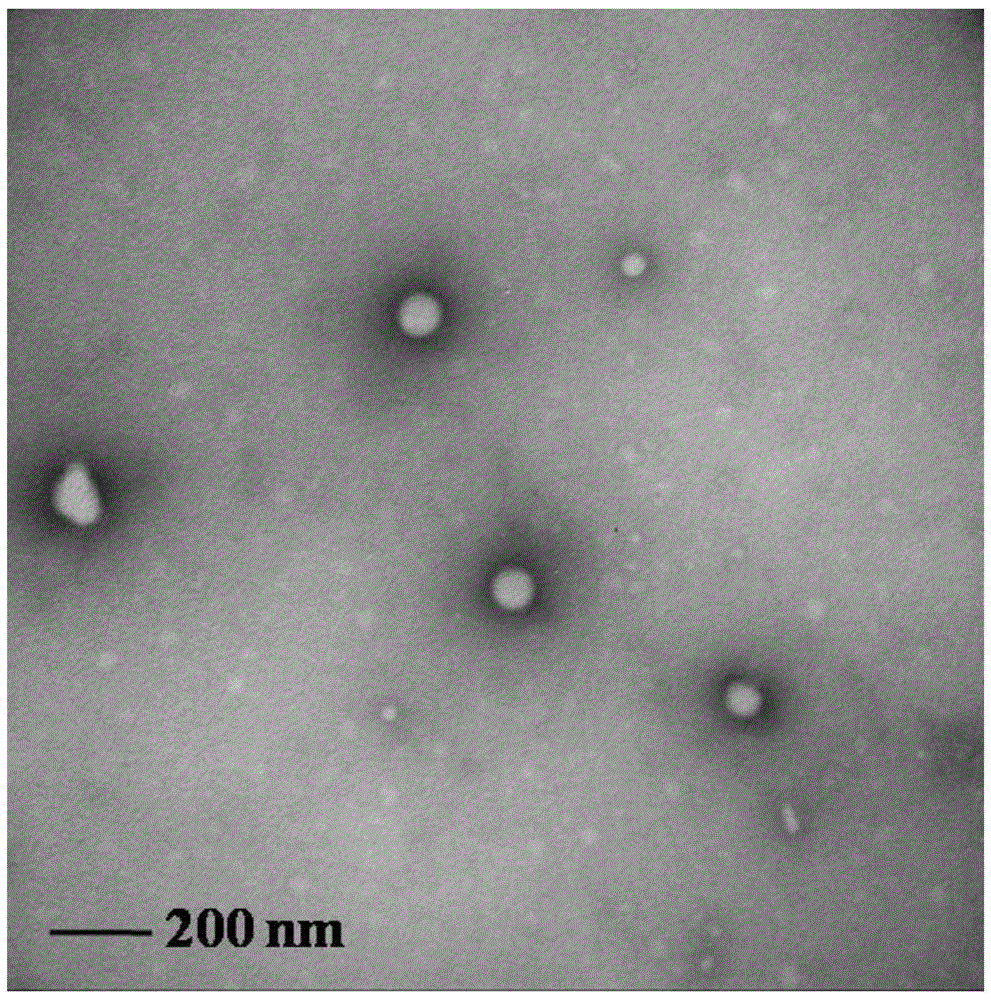 Amphipathic Eu (III) complex and application thereof in detection for cytidine triphosphate