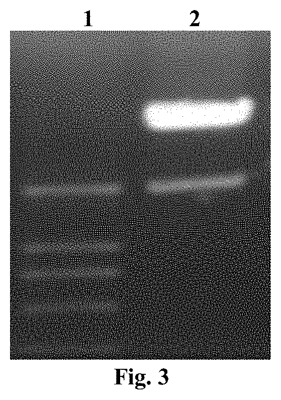 DNA vaccine capable of effectively treating and/or preventing type 1 diabetes and use thereof