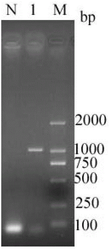 Swine-derived eperythrozoon detecion kit, method and applications