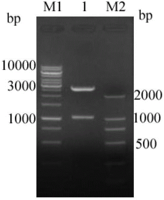 Swine-derived eperythrozoon detecion kit, method and applications