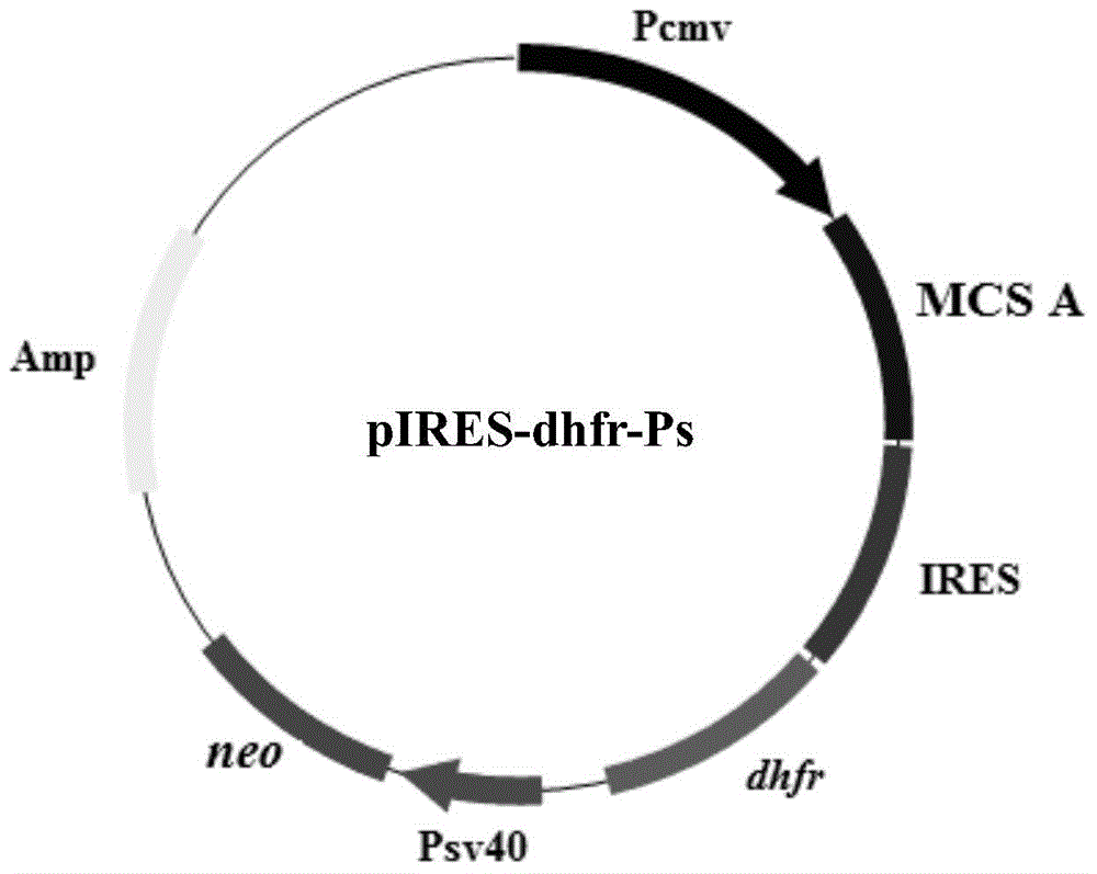 Expression vector for animal cell as well as preparation method and application of expression vector