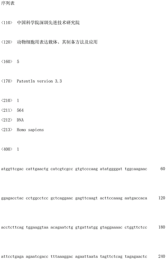 Expression vector for animal cell as well as preparation method and application of expression vector