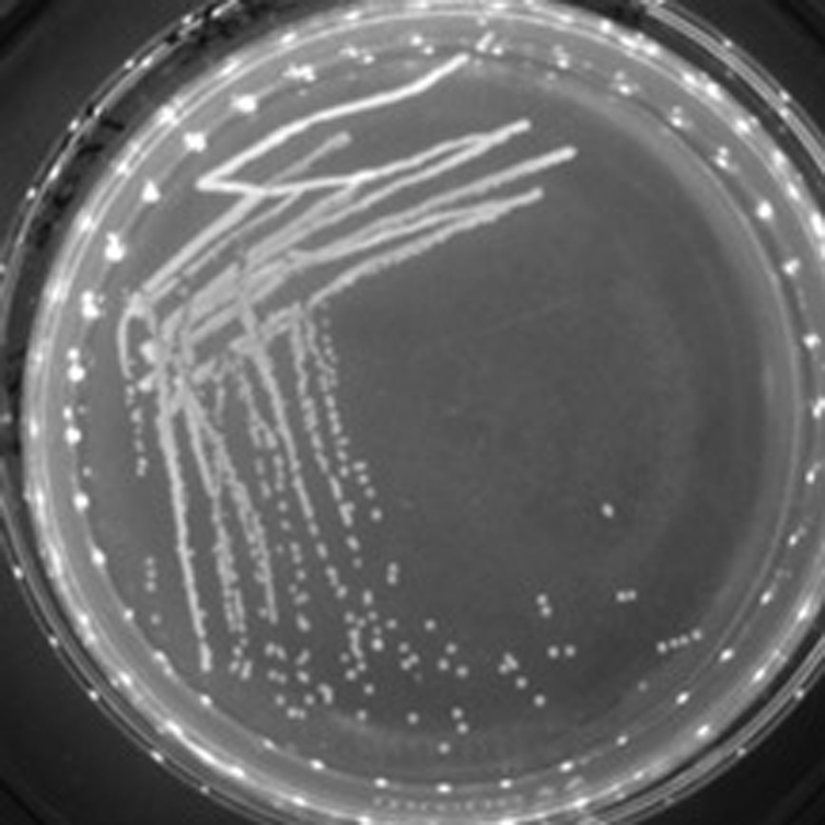 Paenibacillus ehimensis HD for producing antibacterial peptide and application of paenibacillus ehimensis HD