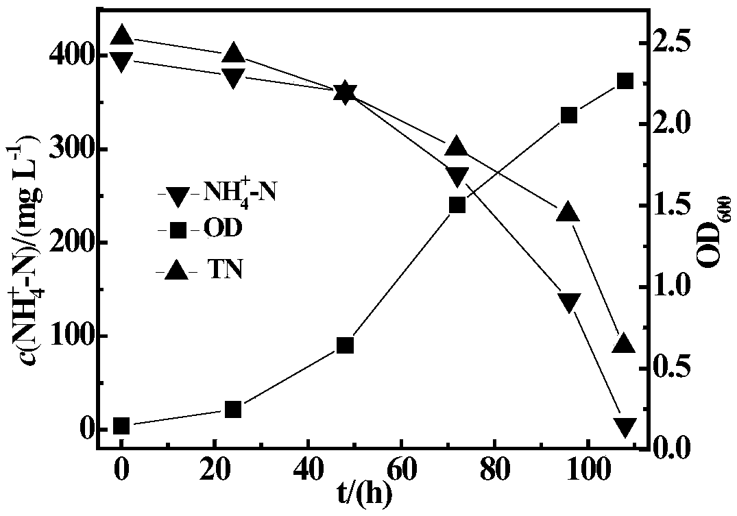 Heterotrophic nitrification-aerobic denitrification compound bacterial agent for low-temperature high ammonia-nitrogen removal and application