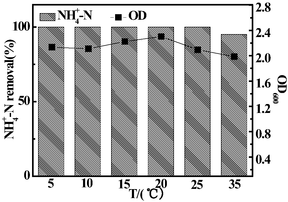 Heterotrophic nitrification-aerobic denitrification compound bacterial agent for low-temperature high ammonia-nitrogen removal and application