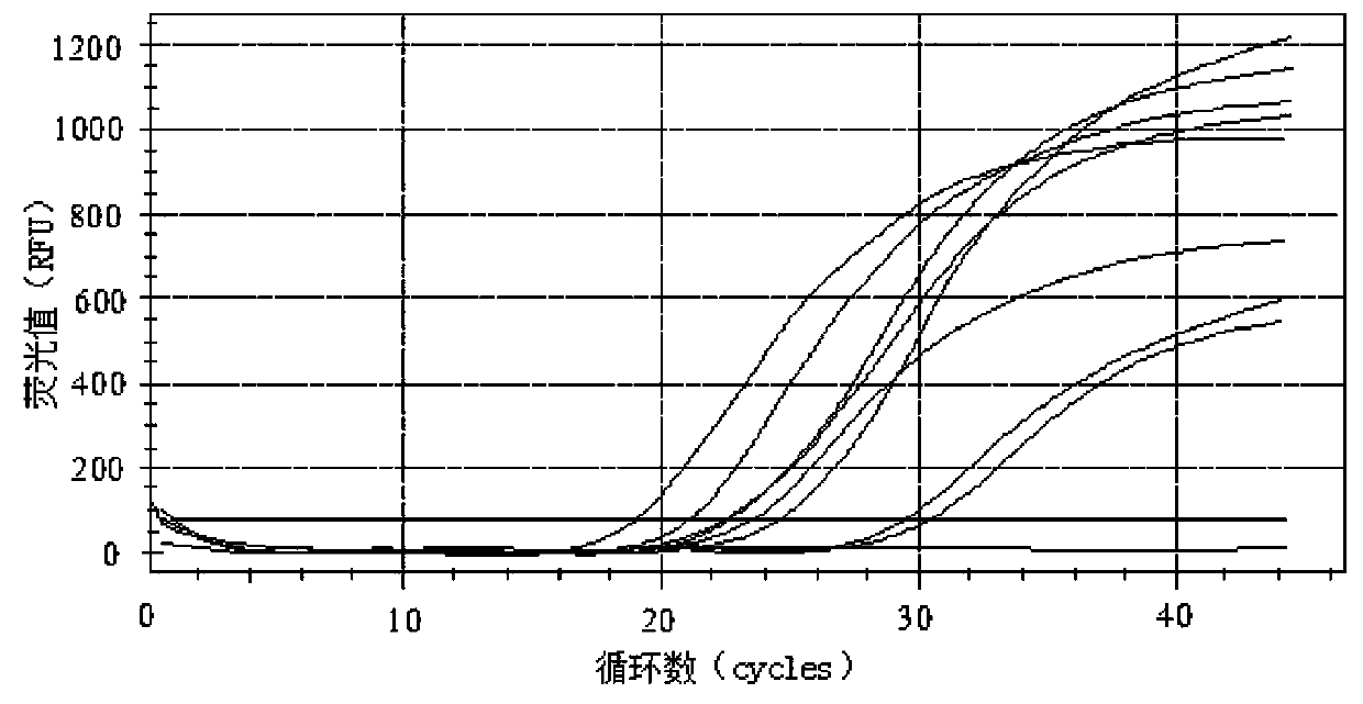 Primers, probe and kit for detecting JCV (JC virus)