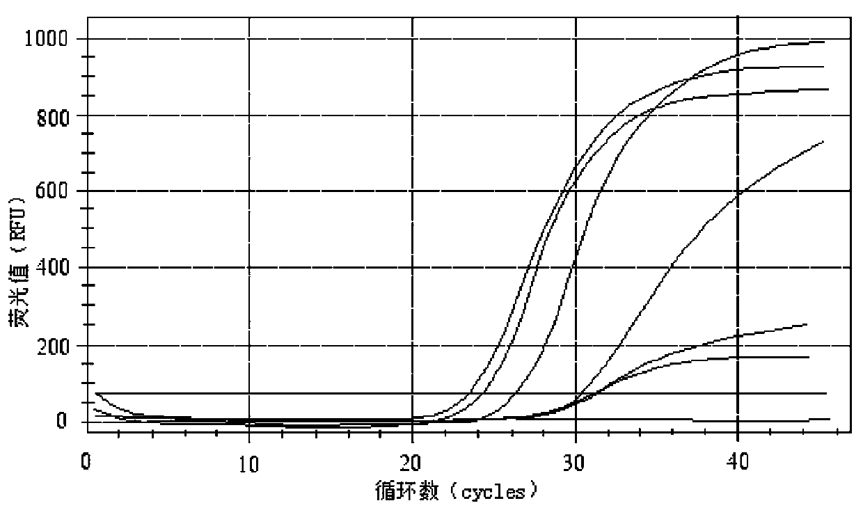 Primers, probe and kit for detecting JCV (JC virus)