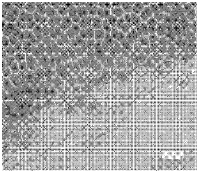 Application of agaro-oligosaccharide in porphyra haitanensis immunopotentiator and application method thereof