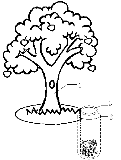 Method for fertilizing fruit tree in dry sloping field