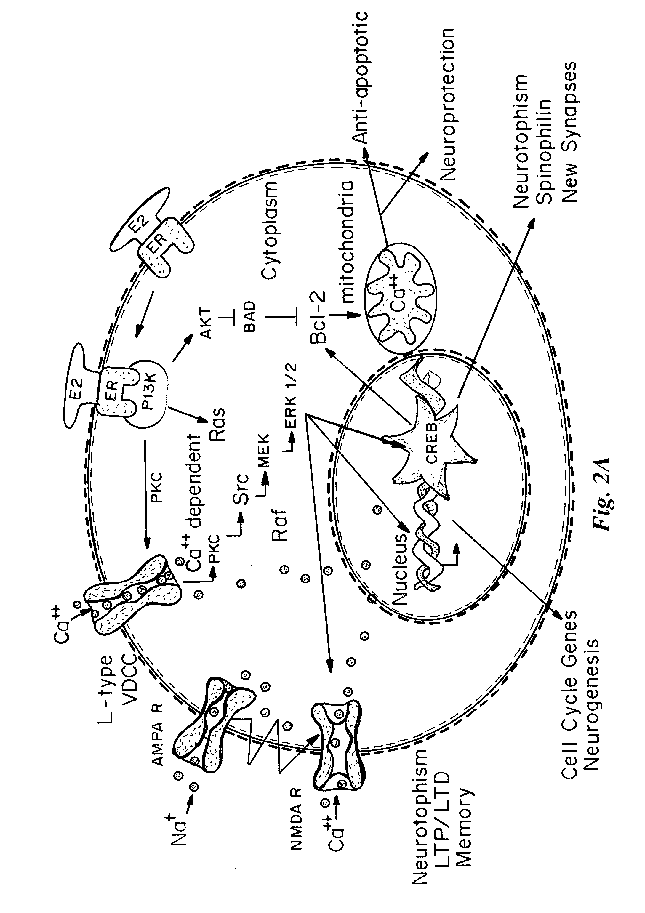 Phytoestrogenic formulations for alleviation or prevention of menopausal symptoms