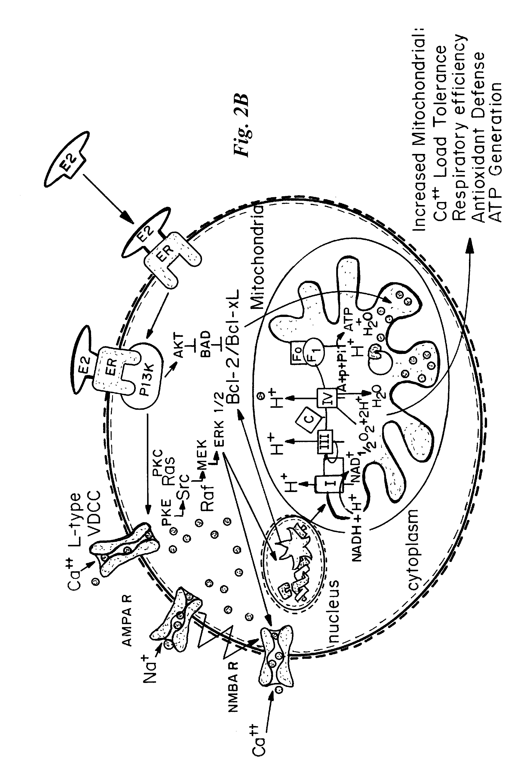 Phytoestrogenic formulations for alleviation or prevention of menopausal symptoms