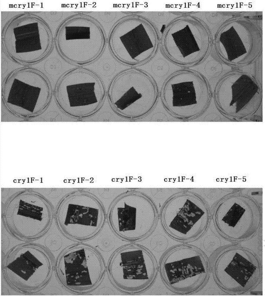 Artificially-synthetic Bt insecticidal gene mcrylF for transgenic insect-resistant plant