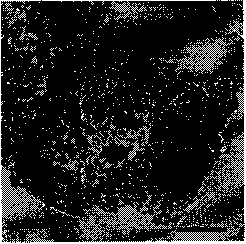 Preparation method of high-dispersion lamellar nanometer ceric oxide/graphene composite material