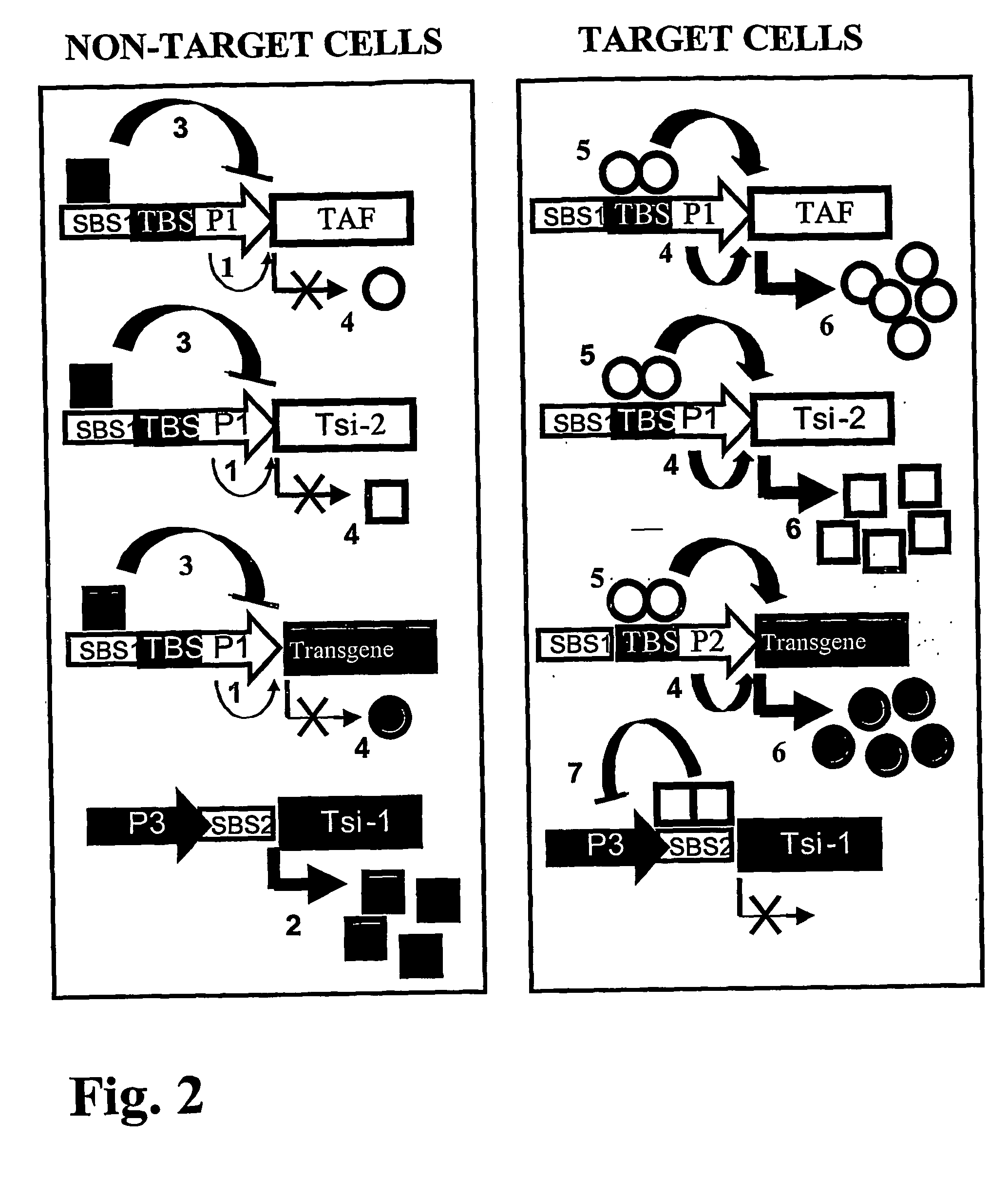 Autologous upregulation mechanism allowing optimized cell type-specific and regulated gene expression cells