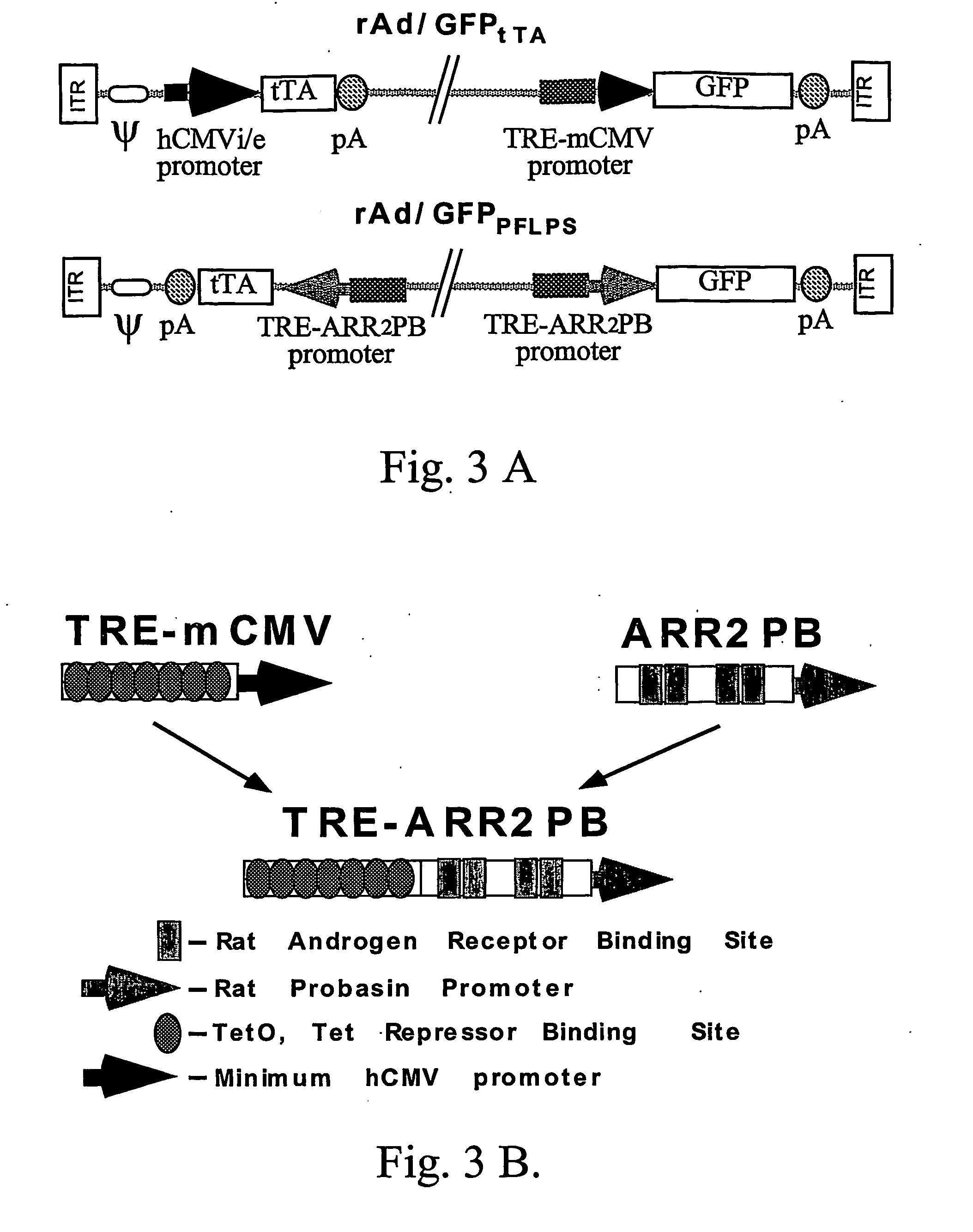 Autologous upregulation mechanism allowing optimized cell type-specific and regulated gene expression cells