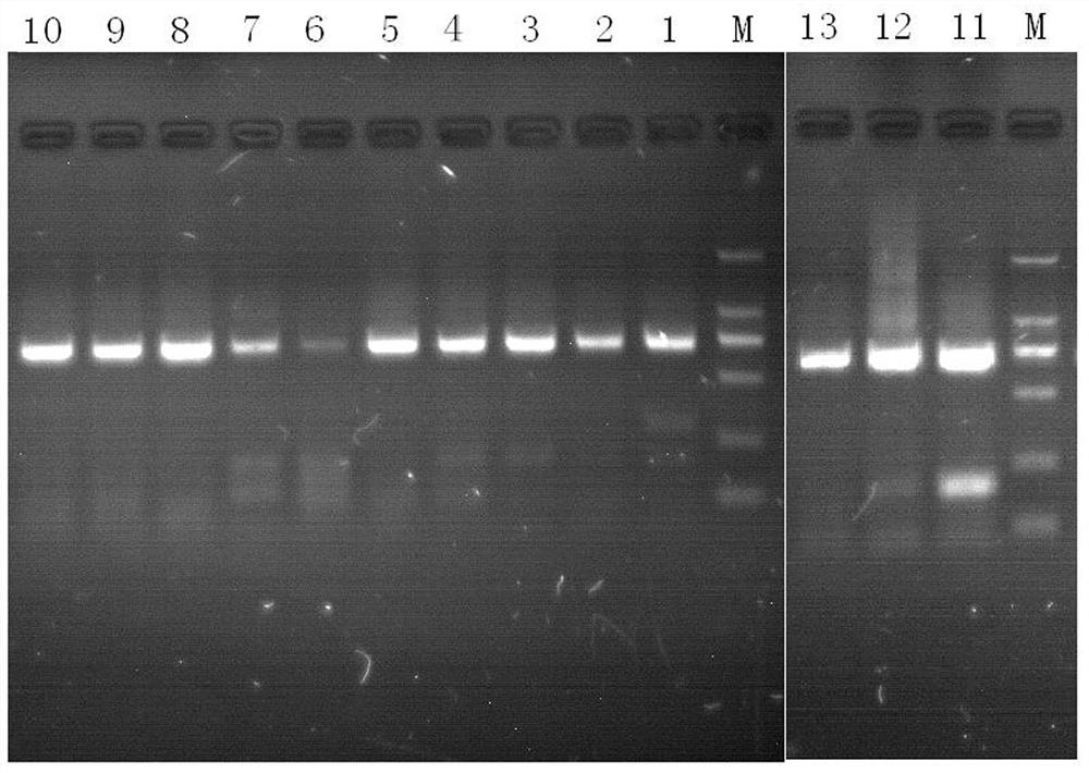 A kind of dna extraction method of horny layer of animal horn medicinal material