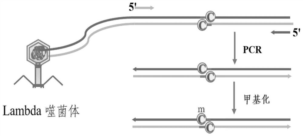 Preparation method and detection method of DNA specific methylation site