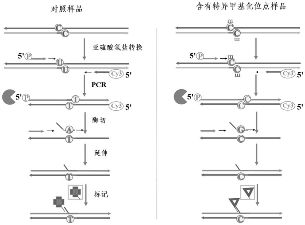 Preparation method and detection method of DNA specific methylation site