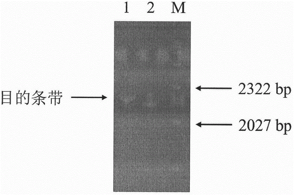 Amaryllidaceae plant lycoris aurea cytochrome P450 reductase 2 and coding gene and application thereof