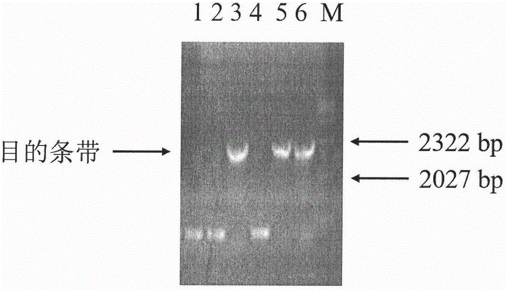 Amaryllidaceae plant lycoris aurea cytochrome P450 reductase 2 and coding gene and application thereof