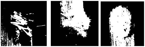 Pymetrozine-resistant isaria javanica and application thereof