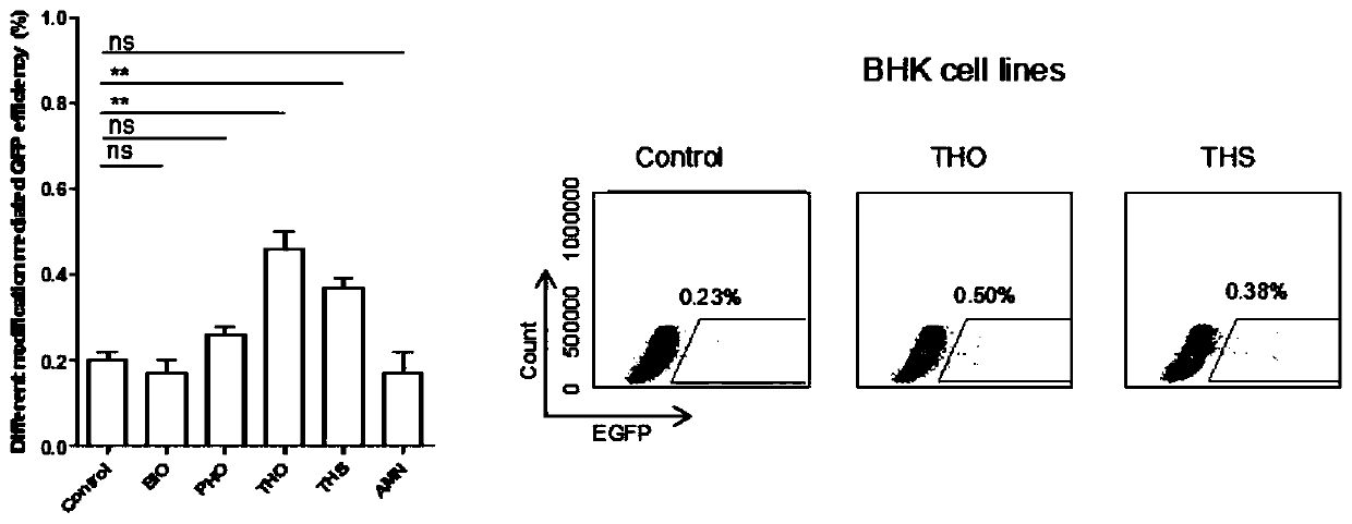 Method for improving site-specific modification efficiency of cellular genome by utilizing modified ssODN