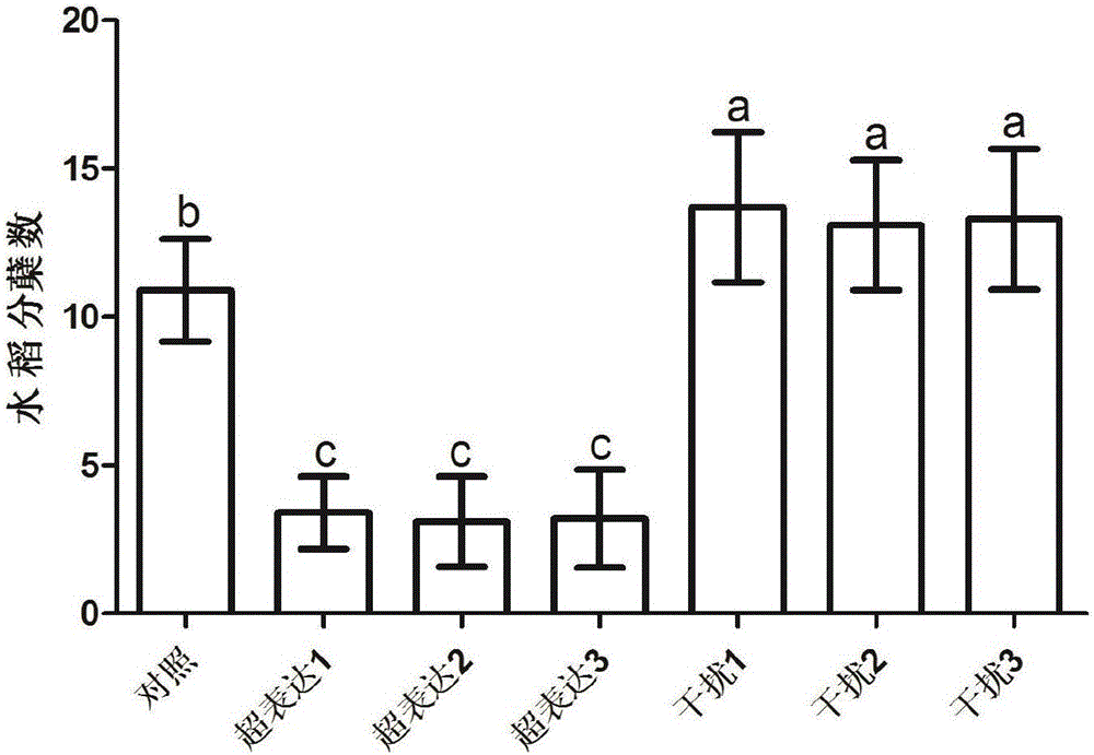 Application of amino acid transporter gene OsAAP3 in rice seed selection