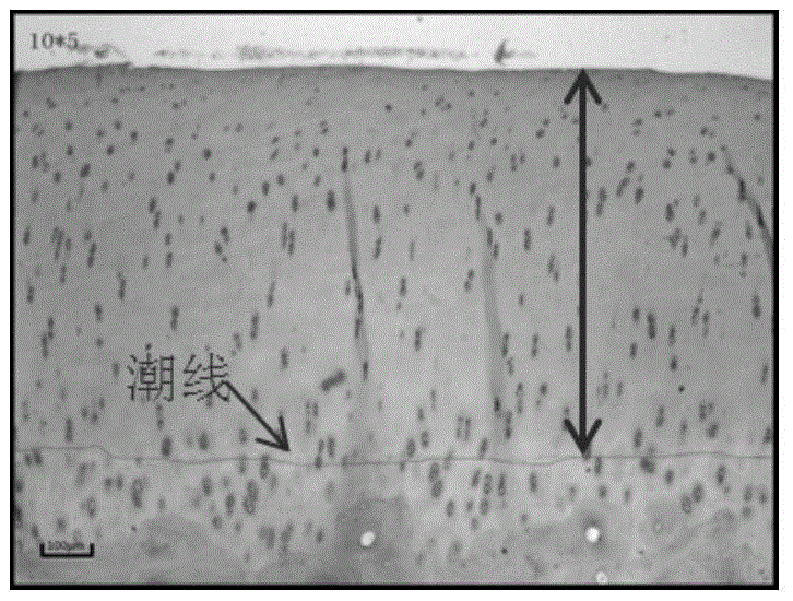 Appliance for molding of pig knee-joint cartilage coloboma and application thereof