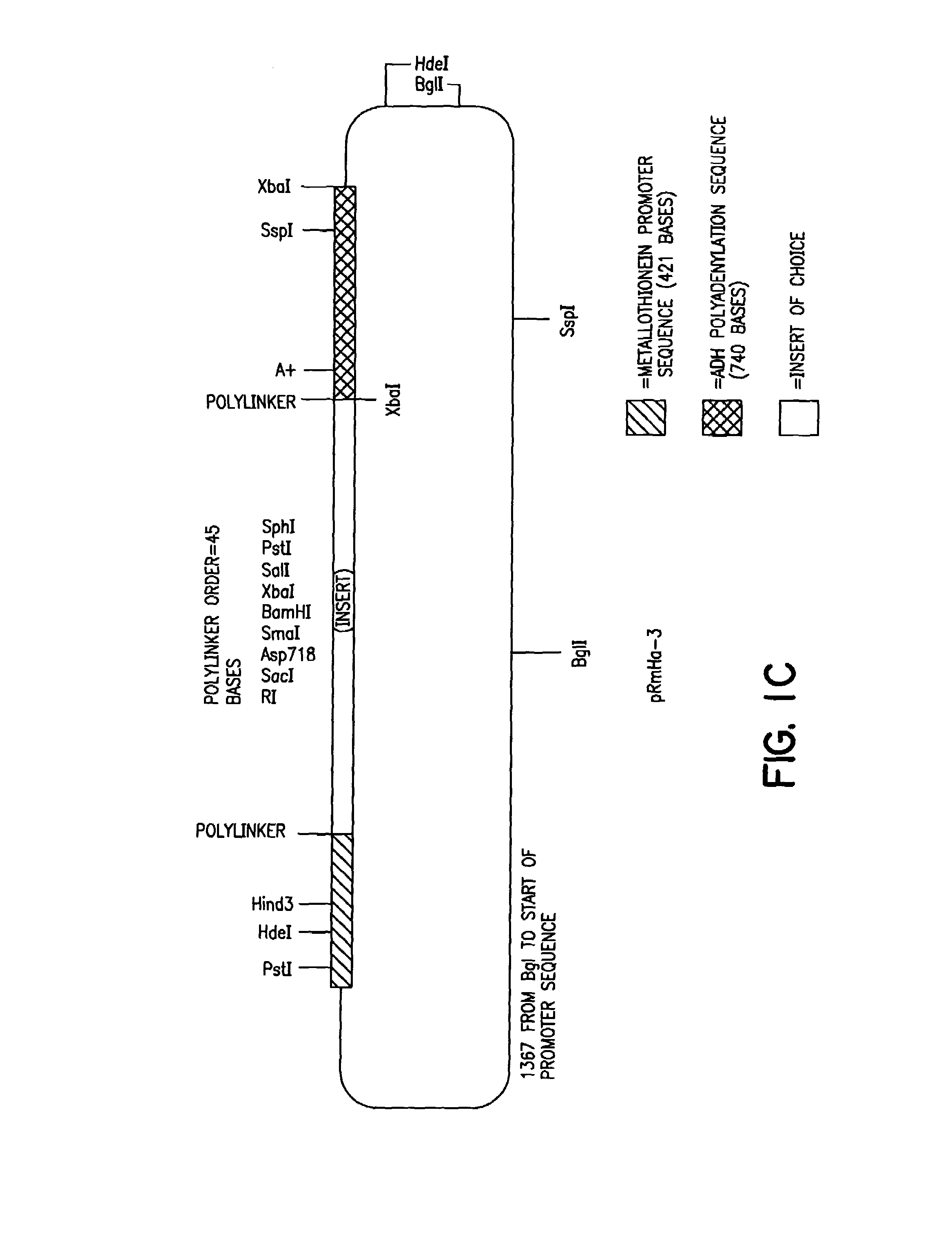 MHC class II antigen-presenting systems and methods for activatind CD4+T cells