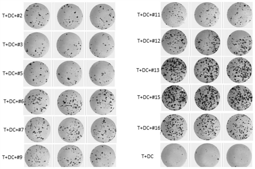 Method for simultaneously detecting neoantigen immunogenicity and neoantigen specificity TCR (T cell receptor)