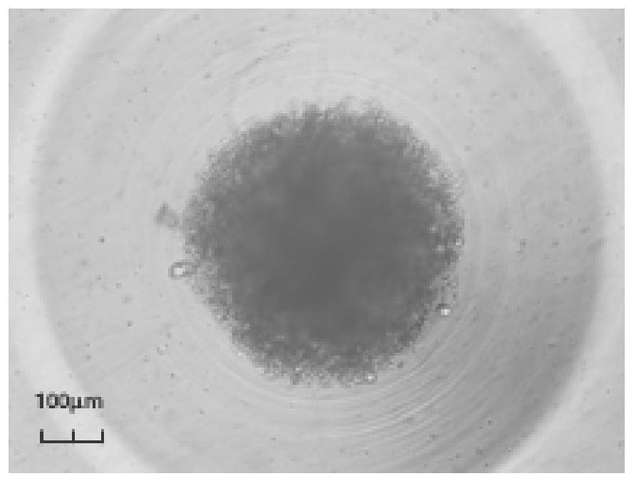 Culture medium special for organoids of nasopharyngeal carcinoma and scaffold-free culture method