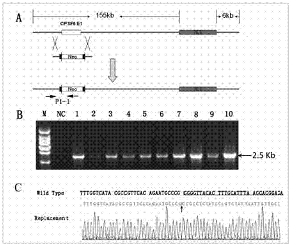 Method for animal ubiquitous expression of recombinant human lysozyme