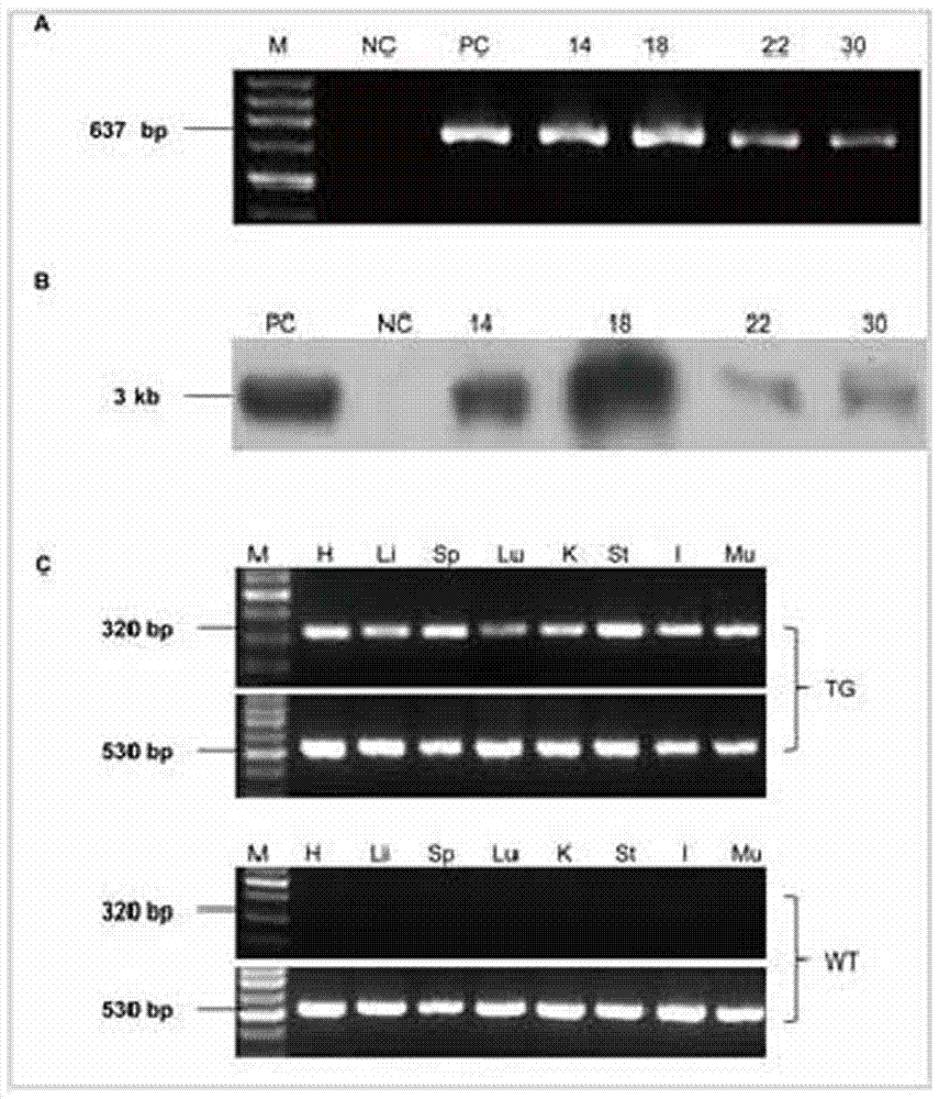 Method for animal ubiquitous expression of recombinant human lysozyme