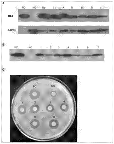 Method for animal ubiquitous expression of recombinant human lysozyme