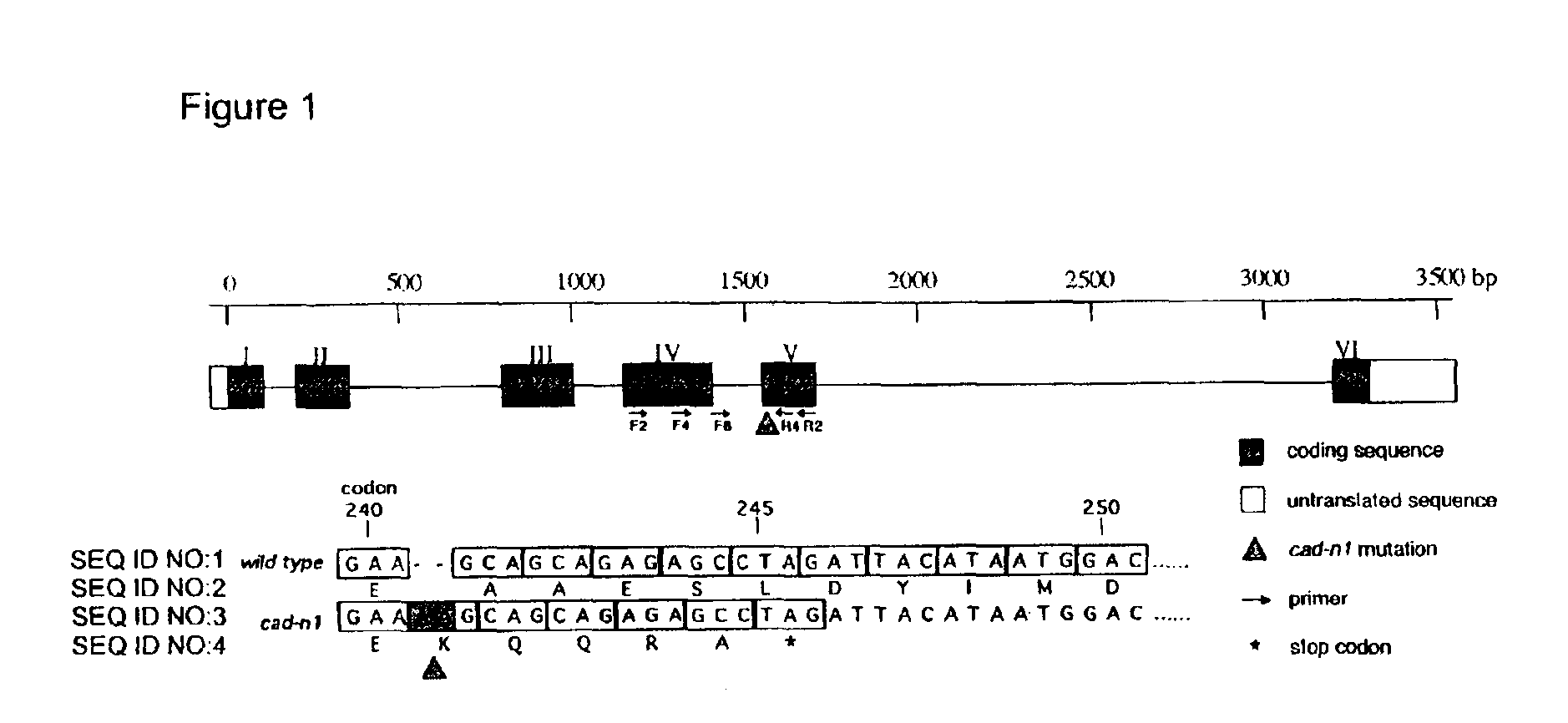 Compositions and methods for detecting a sequence mutation in the cinnamyl alcohol dehydrogenase gene associated with altered lignification in loblolly pine