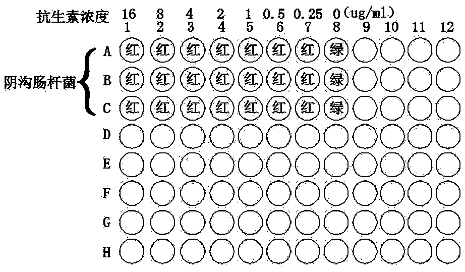 Method for rapid detection of drug resistance phenotypes of strains