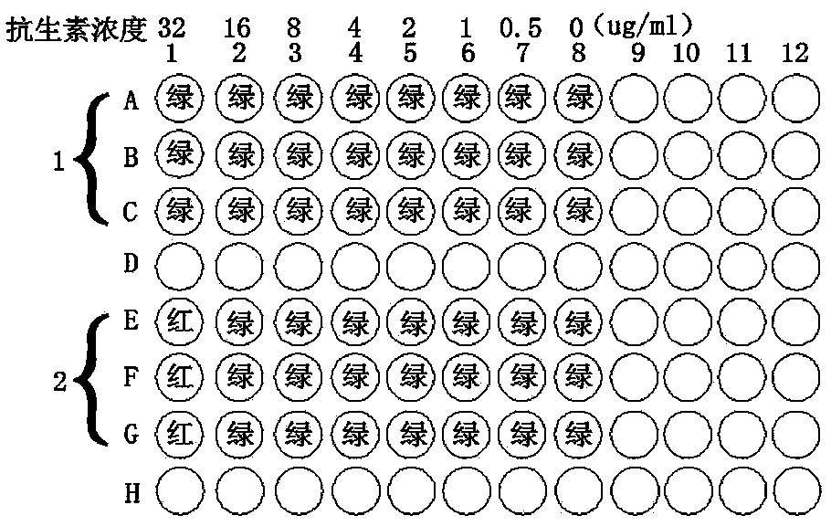 Method for rapid detection of drug resistance phenotypes of strains