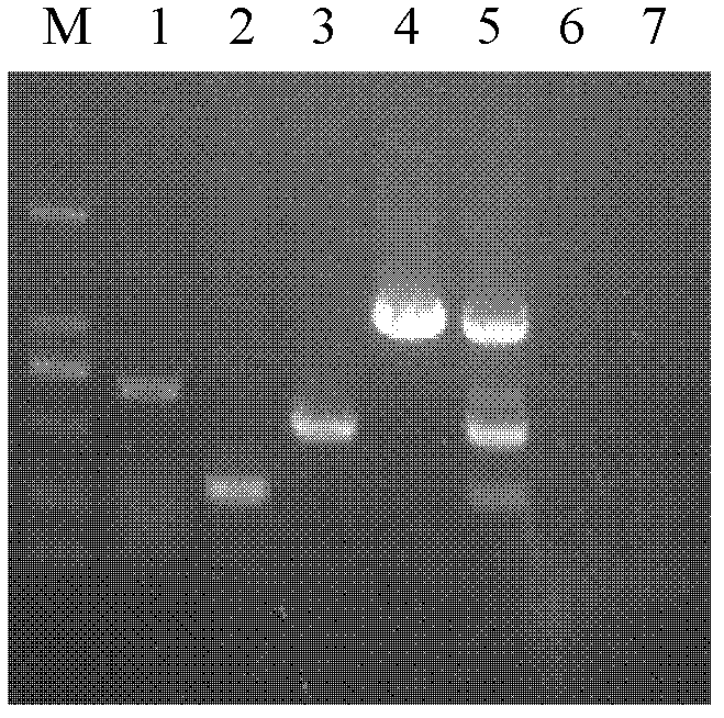 Multiplex polymerase chain reaction (PCR) detection primers for simultaneously detecting canine distemper virus, canine parvovirus, type I canine adenovirus and type II canine adenovirus