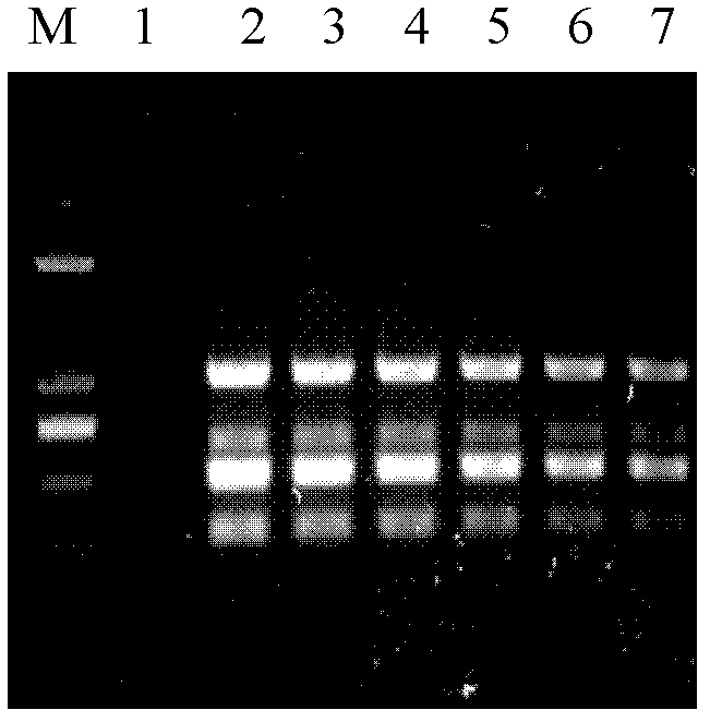 Multiplex polymerase chain reaction (PCR) detection primers for simultaneously detecting canine distemper virus, canine parvovirus, type I canine adenovirus and type II canine adenovirus