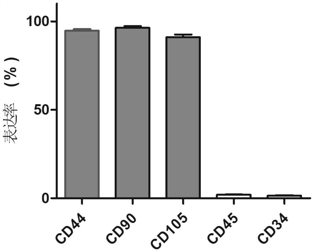 A soft tissue construction method and application of synovial mesenchymal stem cells