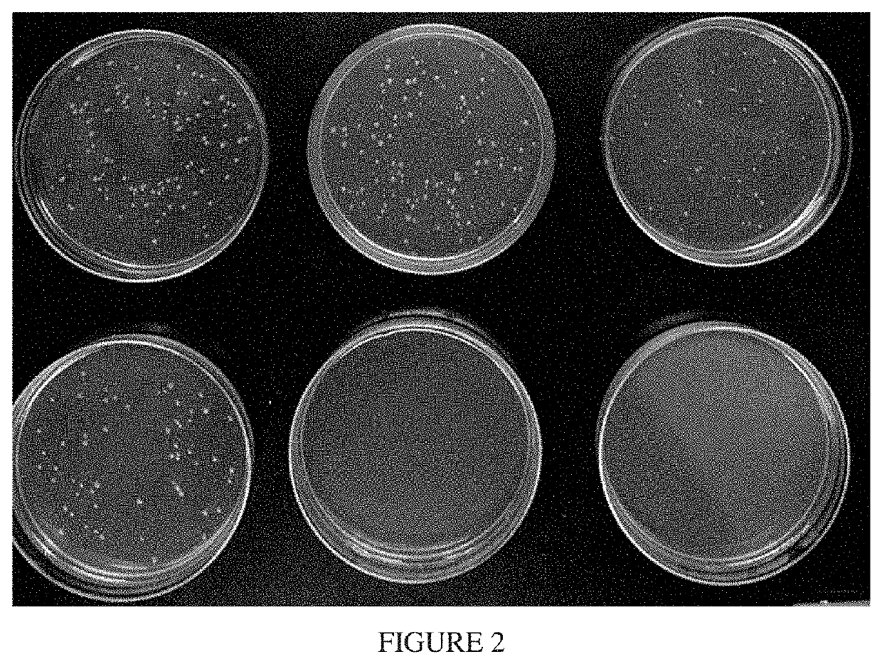 Antifoulant marine structures compositions and methods thereof