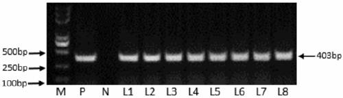 Method for creating cotton apolygus lucorum-resistant germplasm by using plant-mediated RNAi