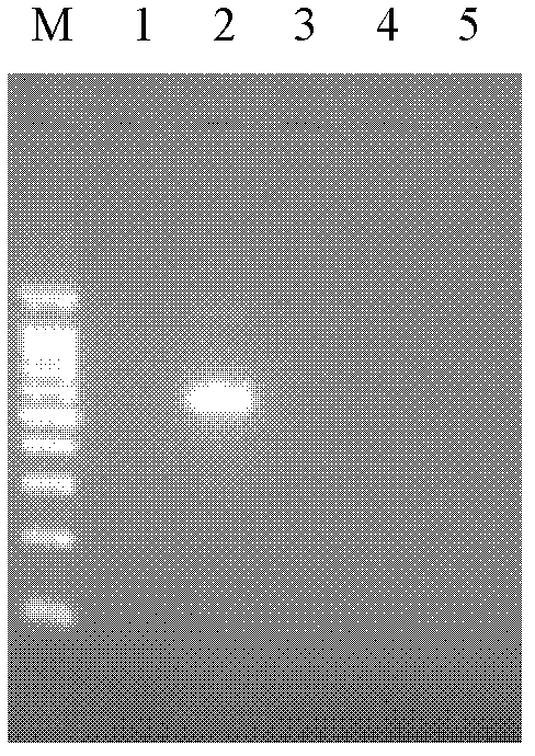 PCR primer pair for identifying or assisting in identifying tissue and/or organ of cat and application thereof