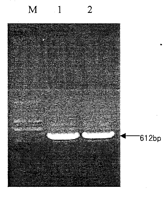 Fusion protein of human interferon and targeting peptide, and preparation thereof