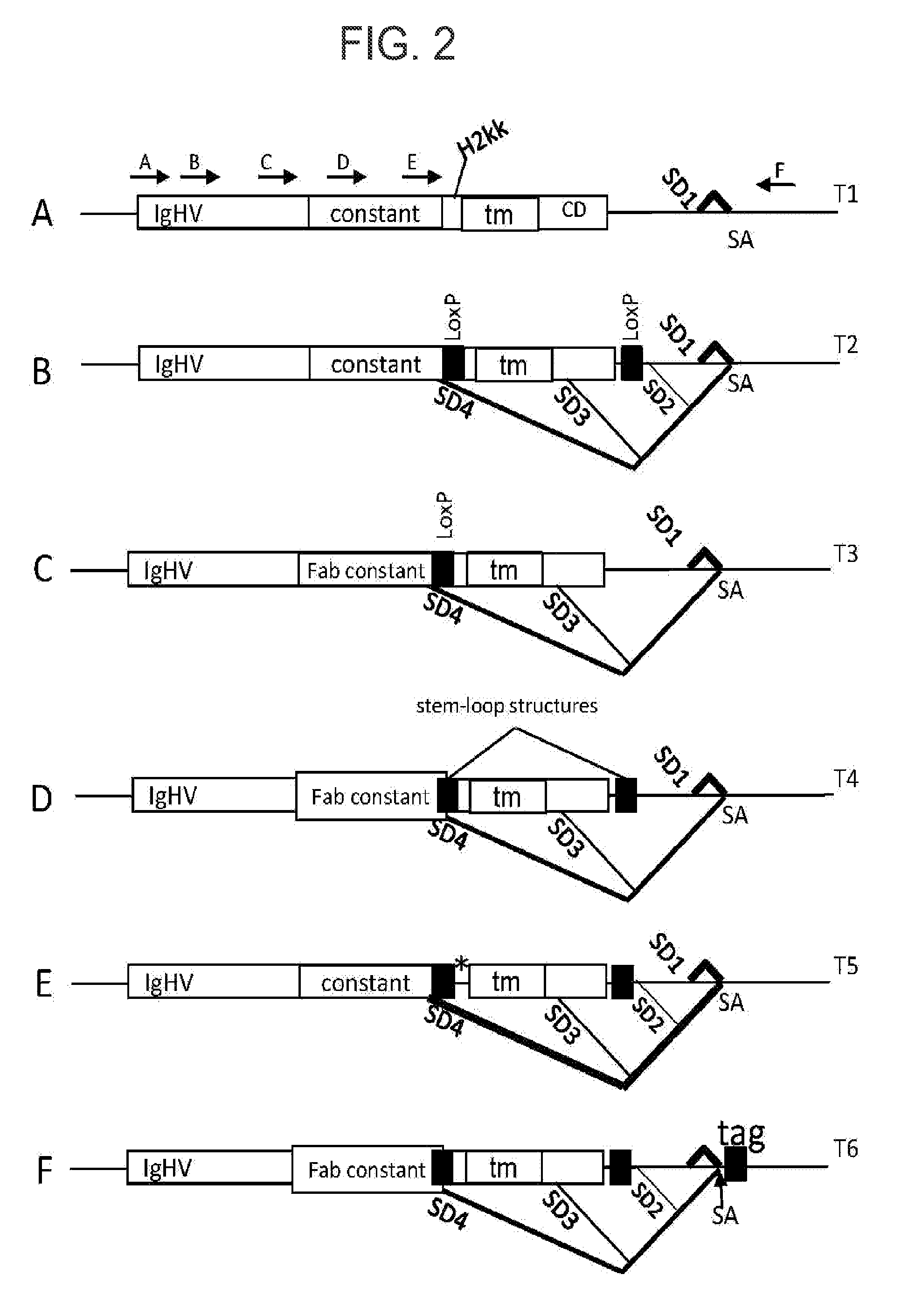 Method of producing transcripts using cryptic splice sites